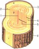 Главные разрезы древесного ствола и его структура